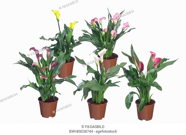 common calla lily, Jack in the pulpit, florist's calla, Egyptian lily, Arum Lily (Zantedeschia aethiopica, Calla aethiopica), potted plants, different cultivars