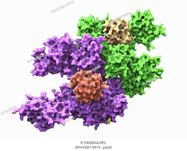 Molecular model of a ubiquitin-activating enzyme, also known as E1 enzymes. These catalyze the first step in the ubiquitination reaction
