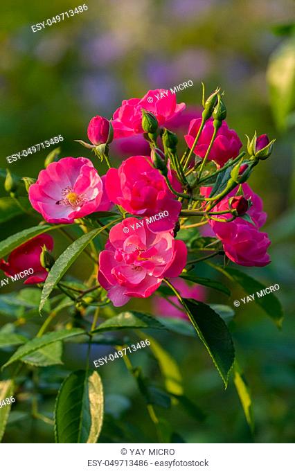 A sweet flower with pink petals growing a bowl with unblown green buds on one stem with fresh leaves
