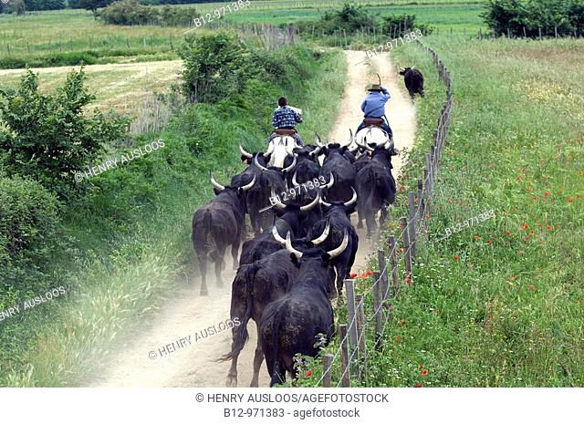 Camargue bulls and French cowboys called 'gardians', Camargue, France