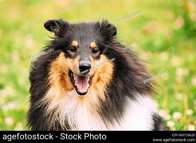 Close Portrait Of Funny Staring Tricolor Rough Collie, Scottish Collie, Long-Haired Collie, English Collie, Lassie Adult Dog With Ajar Jaws, Tongue
