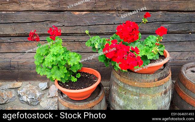 Red zonal geraniums in design. Pelargonium peltatum is species of pelargonium known by common names Pelargonium grandiflorum