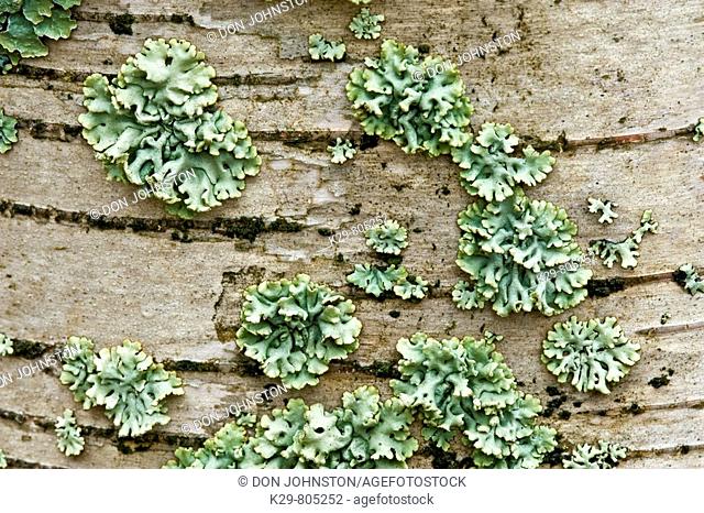 foliose lichen on white birch tree bark