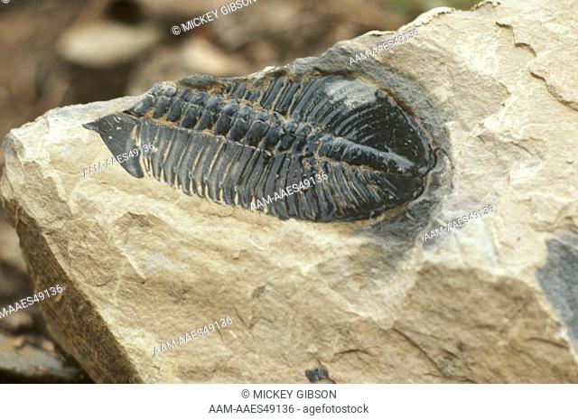 Trilobite Burgess Shale Fossil Bed Yoho NP, BC, Canada
