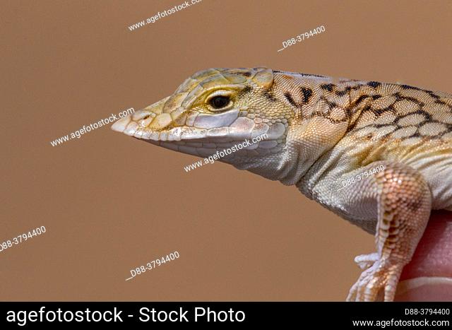 Africa, Namibia, Swakopmund, Dorob National Park, Shovel snouted Lizard or Anchieta's dune lizard (Meroles anchietae)