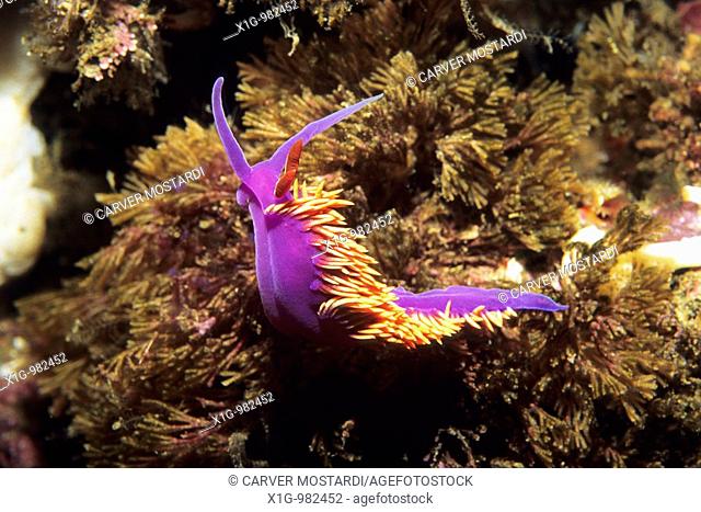 Spanish Shawl Flabellina iodinea nudibranch in the California Channel Islands National Park, USA