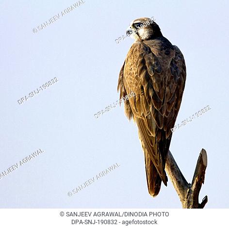 Laggar Falcon tal chappar wildlife sanctuary Rajasthan India Asia