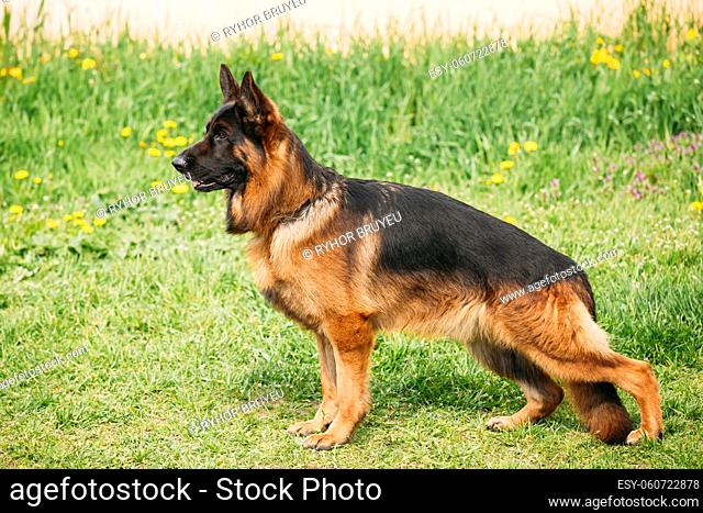 Alsatian Wolf Dog Or German Shepherd Dog Posing At Training Obedience Outdoors On Green Grass. Deutscher Dog