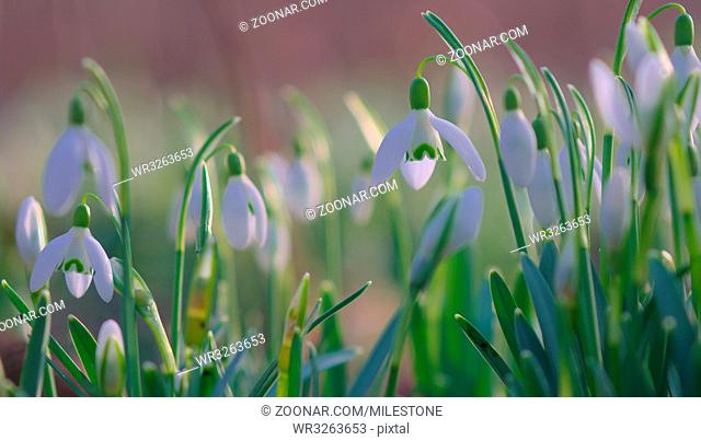 Close-up of common snowdrops (Galanthus nivalis)