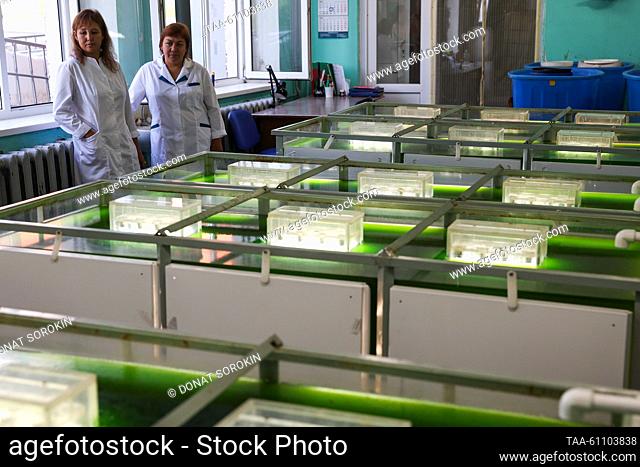 RUSSIA, SVERDLOVSK REGION - AUGUST 16, 2023: Staff in a facility for cultivating chlorella, a freshwater species of algae, at a fish hatchery