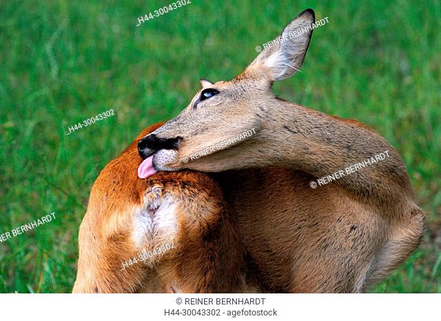 Capreolus capreolus, European roe deer, field roe deer, nature, cloven-hoofed animal, roe deer, roe deer in the summer fur, roe deer, animal, Trughirsche, wood