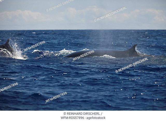 Fin Whale, Balaenoptera physalus, Azores, Atlantic Ocean, Portugal