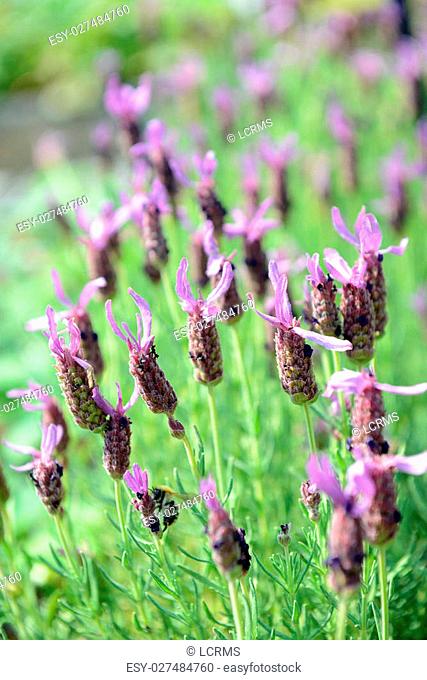group of French Lavender (Lavandula stoechas)
