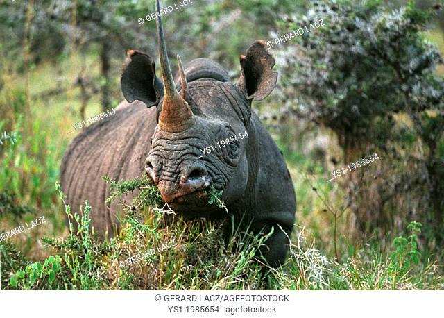 Black Rhinoceros, diceros bicornis, Adult eating Bush, Nakuru Park in Kenya