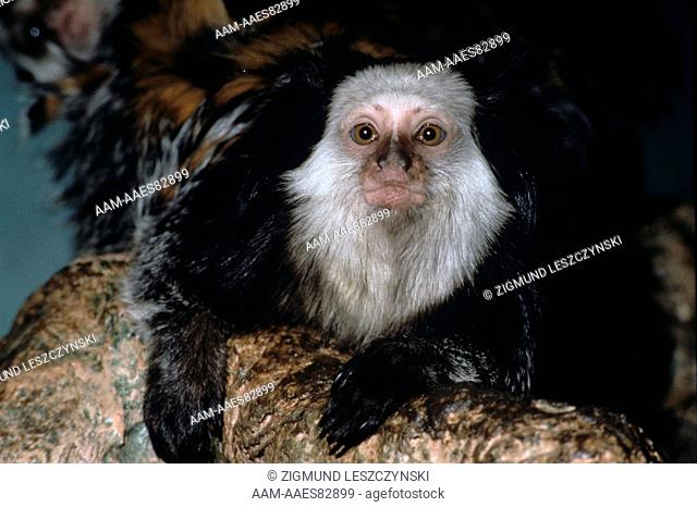 Geoffroy's Marmoset (Callithrix jacchus geoffroy), S.E. Brazil Subspecies of the Common or Tufted Marmoset