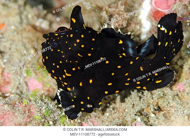 Black Painted Frogfish with orange spots Batu Sandar dive site, Lembeh Straits, Sulawesi, Indonesia