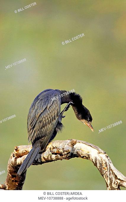 Little Cormorant (Phalocrocorax niger)
