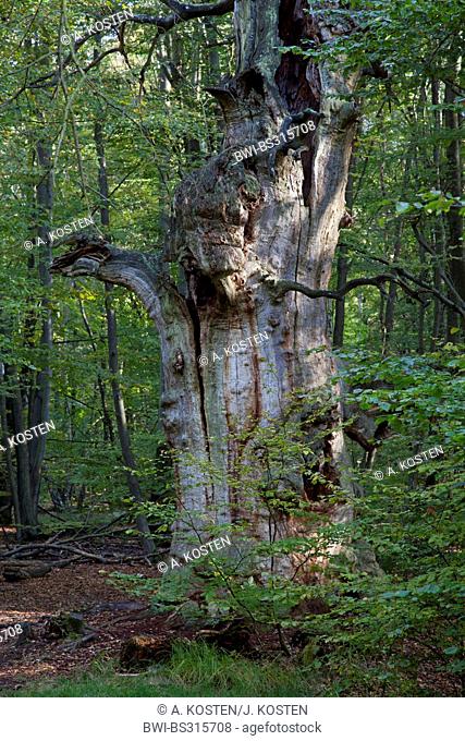 oak (Quercus spec.), dead oak in forest Sababurg, Germany, Hesse, Reinhardswald