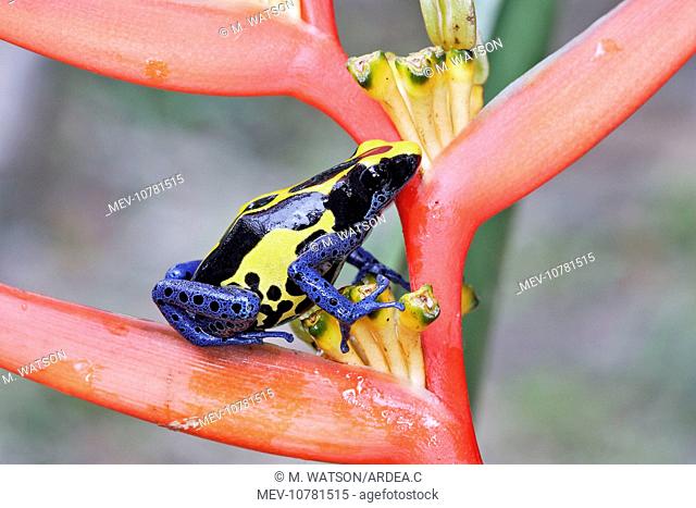 Blue and Yellow Poison Arrow / Dart Frog (Dendrobates tinctorius)