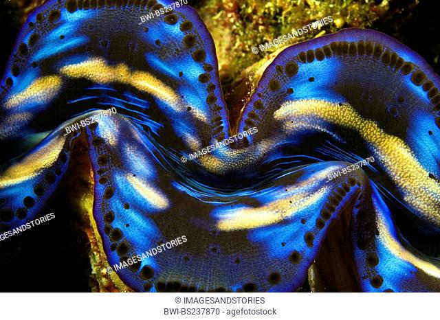 elongated clam, elongate clam, small giant clam Tridacna maxima, in inner lagoon of Kingman Reef, USA
