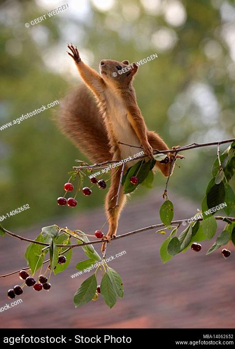 red squirrel is reaching out on cherries branch