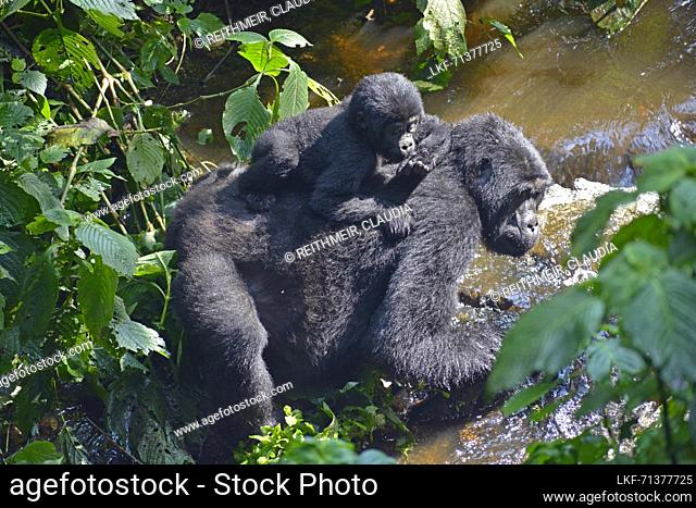Uganda; Western Region; Bwindi Impenetrable Forest National Park; southern part near Rushaga; Female mountain gorilla with offspring; Nshongi Gorilla family