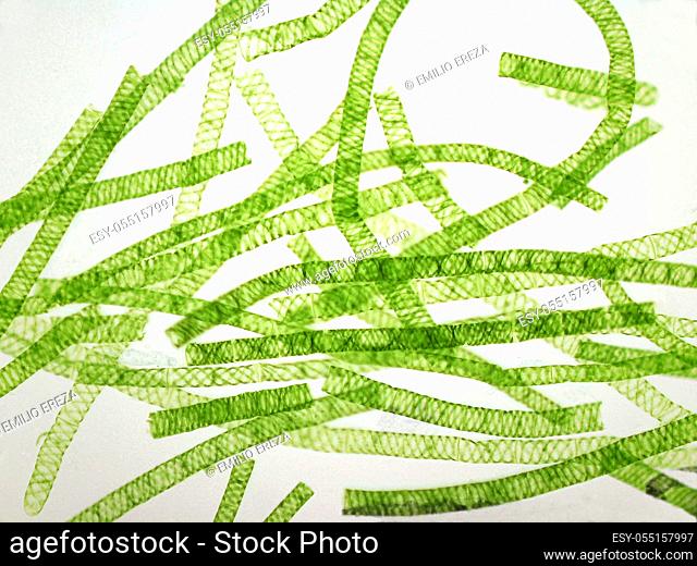 Microphotography of Spirogyra. Green algae