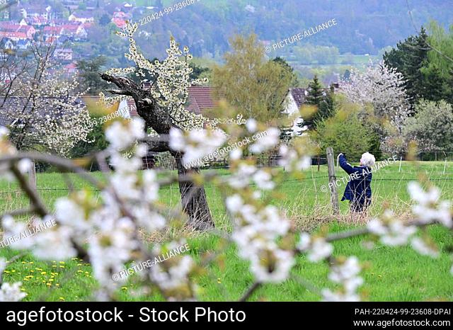 24 April 2022, Hessen, Witzenhausen: A woman photographs the cherry blossom. Every year, from mid-April to early May, the landscape around Witzenhausen is...