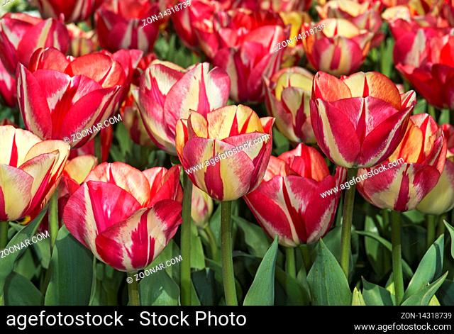 Tulpenblüten (Tulipa Spryng Break), Bollenstreek, Niederlande / Tulip flowers (Tulipa Spryng Break), Bollenstreek, Netherlands