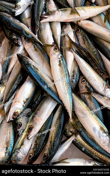 Fresh mackerel fish (Scomber scrombrus) on ice at seafood market.healthy life concept, diet