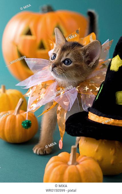Abyssinian Kitten and Halloween