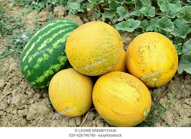Melon and watermelon, plucked from the garden, lay together on the ground. Ripe melon and watermelon the new harvest