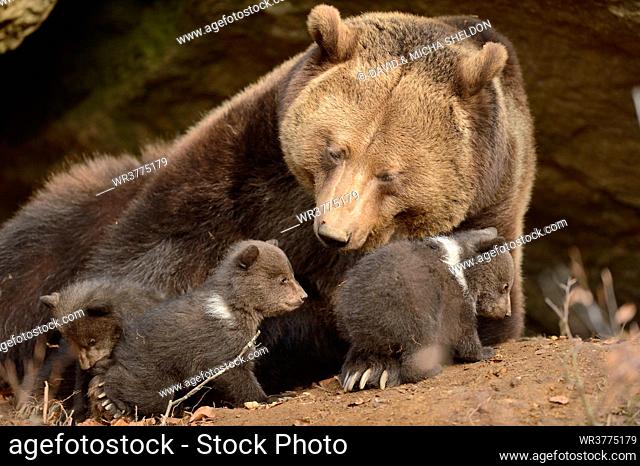 Brown bear (Ursus arctos) cubs with mother in Bavarian Forest National Park, Germany