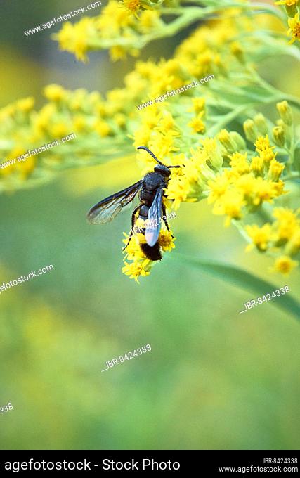 Bristly dagger wasp (Scolia hirta) collecting nectar from a yellow flower of goldenrod (Solidago), Styria, Austria, Europe