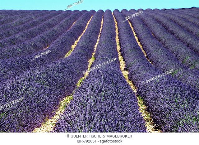 Lavender field (Lavandula angustifolia), Plateau de Valensole, Provence, France