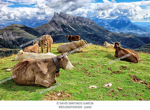 Spain, Huesca, Cattle on pasture at upper valley of Anisclo