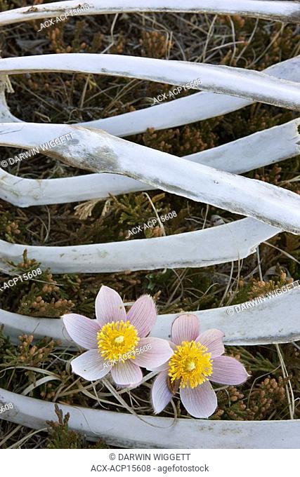 Prairie Crocus and rib cage in Bow Valley Prov. Park, Alberta Canada