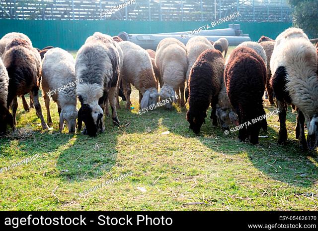 Flock of Domestic Sheep, Ewe, Lamb, Ram (Ovis aries species genus) grazing in a sheep farm in Summer Sunset. Typically livestock ruminant mammals