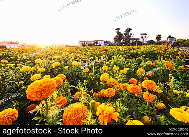 Springtime: Sunset over field of flowers in Horta of Valencia, Spain. Explosion of color in spring bloom