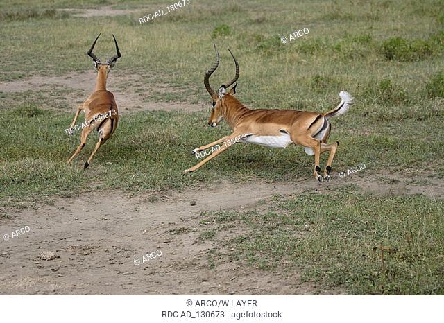 Impalas males Kenya Aepyceros melampus