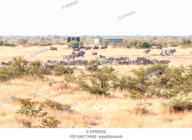 Burchells zebras and blue wildebeest seen from the Olifantsrus h