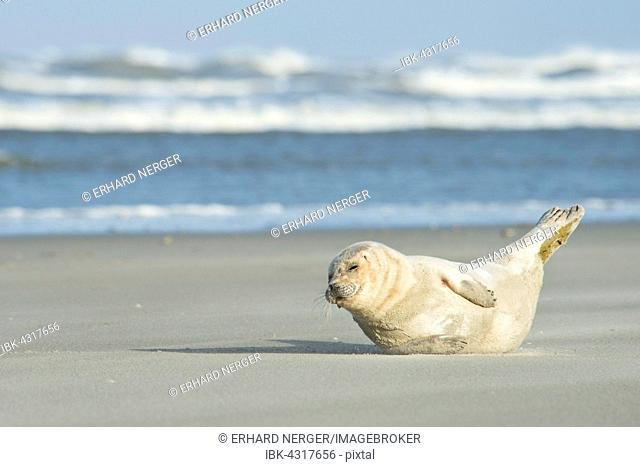 Seal (Phoca vitulina) lying in the sand on the beach, Langeoog, East Frisia, Lower Saxony, Germany