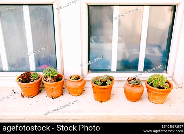 Clay pots with succulents on the windowsill. High quality photo