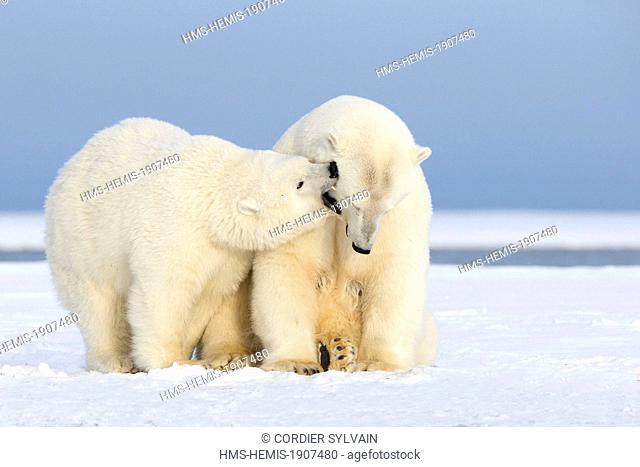 United States, Alaska, Arctic National Wildlife Refuge, Kaktovik, Polar Bear (Ursus maritimus), mother with one cub playing together