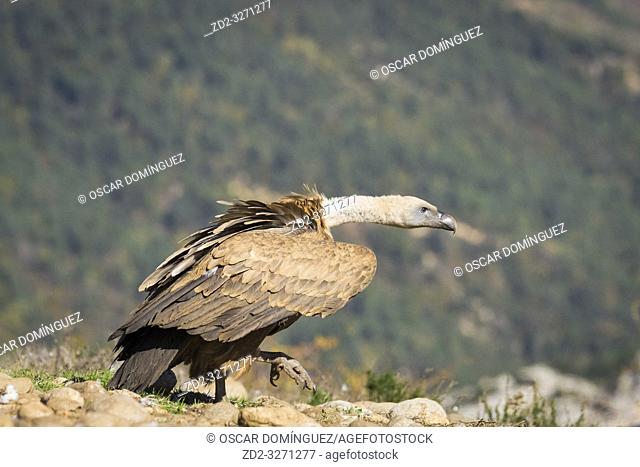 Griffon Vulture (Gyps fulvus) walking. Lleida province. Catalonia. Spain