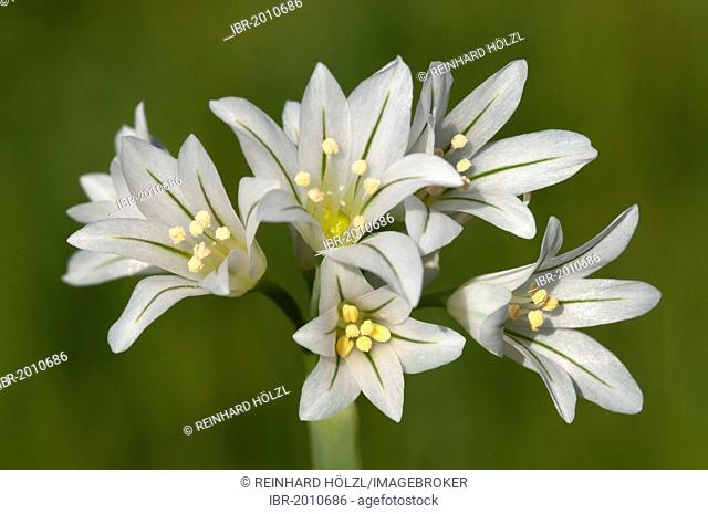 Three-cornered leek (Allium triquetrum), Sardinia, Italy, Europe