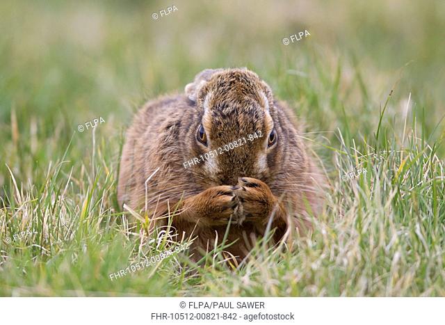 European Hare (Lepus europaeus) adult, grooming, sitting in grass field, Suffolk, England, March