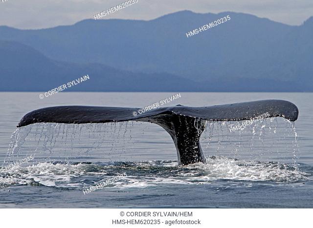United States, Alaska, Frederick Sound, Humpback whale Megaptera novaeangliae, tail, caudal fin