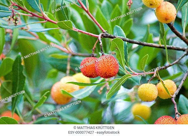 Erdbeerbaumfrüchte 1