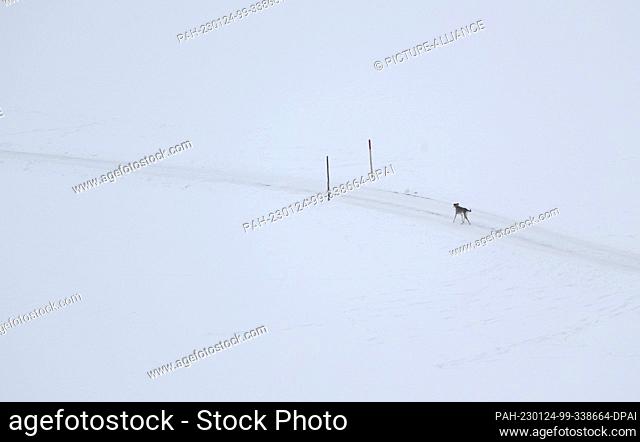 24 January 2023, Bavaria, Pfronten: A dog runs on a path through the snow-covered landscape. Photo: Karl-Josef Hildenbrand/dpa